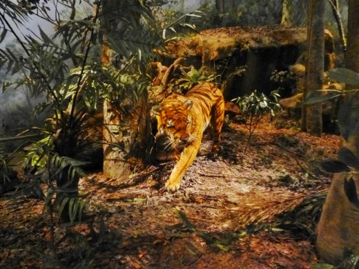  Diorama including an Asian Tiger