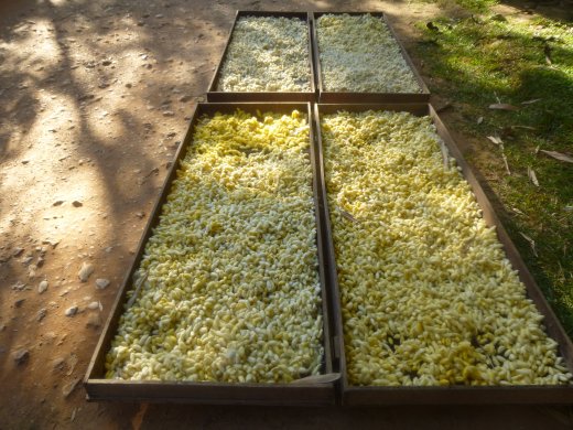 Drying Cocoons