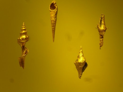 Museo del Oro - Sea Shells