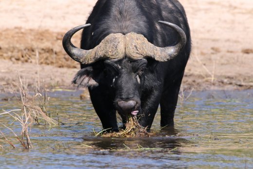 Buffalo Eating