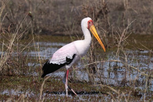 Yellow Bill Stork