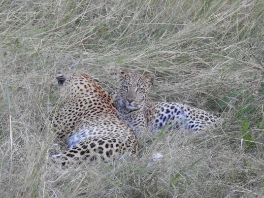 Leopard Cub+Sleeping Mom