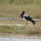 Male Saddle-Back Stork