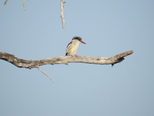 Striped King Fisher