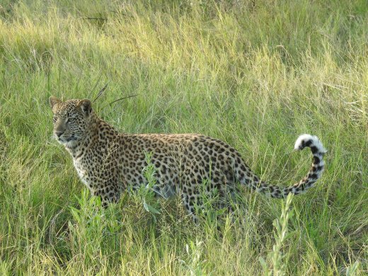 9mo Old Female Leopard