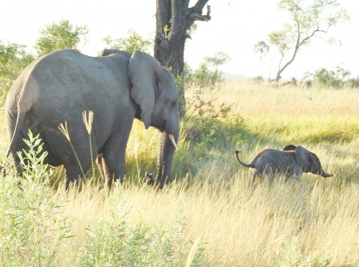 Elephants.Mom+Baby