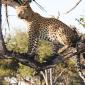 Female Leopard in 2nd Tree
