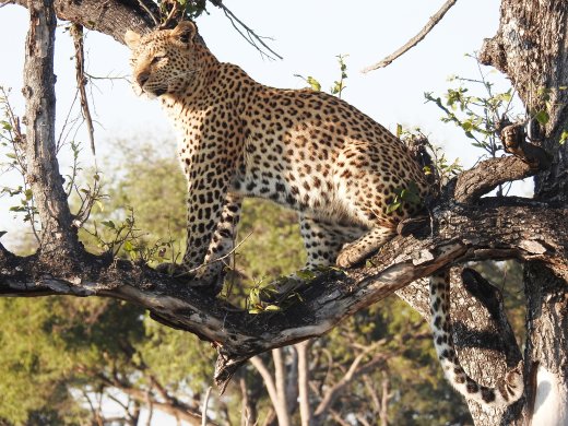 Female Leopard in 2nd Tree