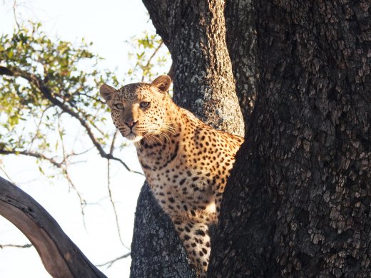 Female Leopard 