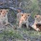 Five Month Old Lion Cubs