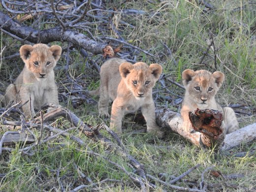 Five Month Old Lion Cubs