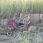 Lioness with Warthog Kill and her Cubs