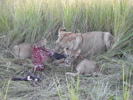 Lioness with Warthog Kill and her Cubs