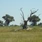 Tree+Termite Mound