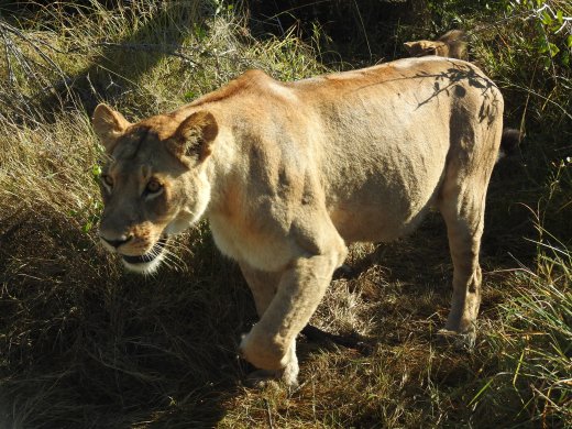 Female Lion Departing