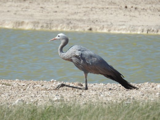 Female Blue Crane