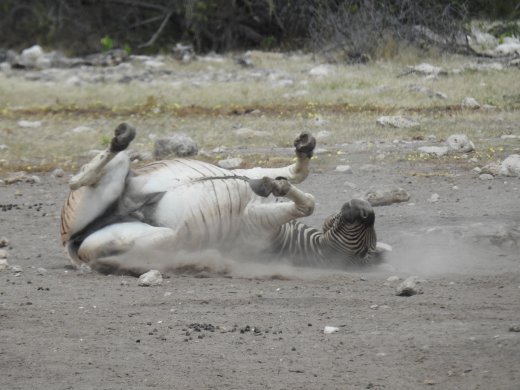 Zebra having fun