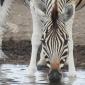 Zebra at Waterhole