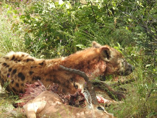 Spotted Hyena with kill stolen from Leopard