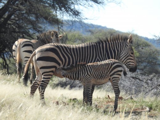 Mountain Zebra with Suckling Calf