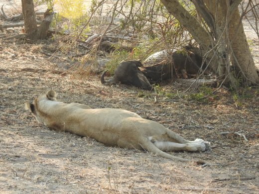 Lioness+Buffalo Carcass