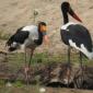 Saddle-back Stork