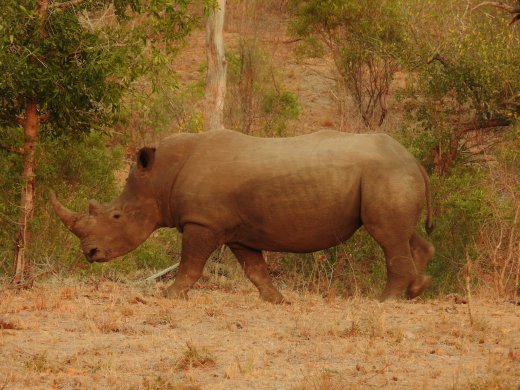  2nd Rhino Group