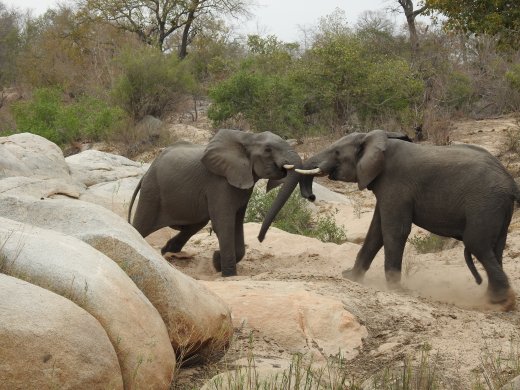 Dueling Teenage Elephants
