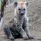 Hyena Cubs