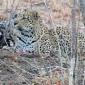 Leopard Hiding by Lone Buffalo