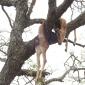  Female Leopard+Impala Kill in Tree