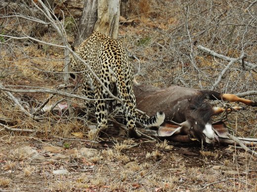 Male Leopard+Nyala Kill at Camp