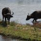 Buffalo crossing Lower Sabie