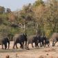 Group of Elephants with Baby