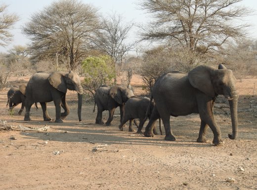 More Elephants