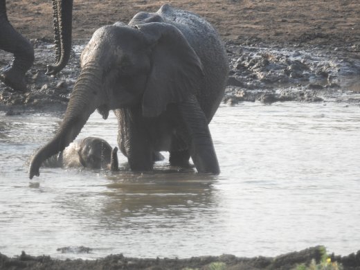 Mom & Baby Elephants