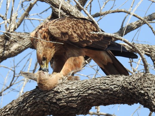 Tawny Eagle with Kill