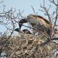 Hooded Vulture Chick