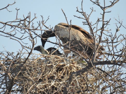 Hooded Vulture Chick