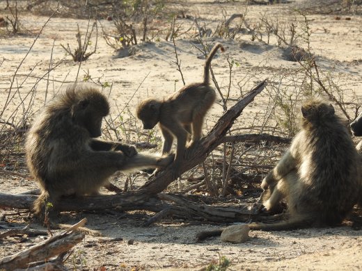 Baboons.Grooming