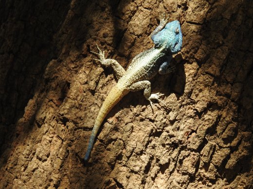 Blue-Headed Tree Iguana