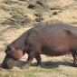A closer look at a Hippo