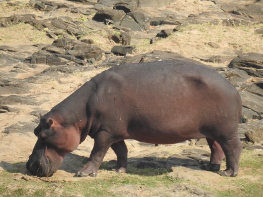A closer look at a Hippo