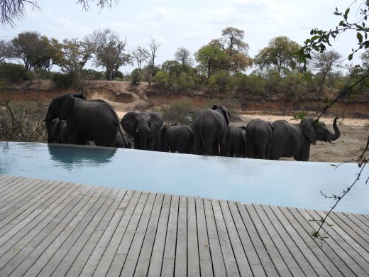 Elephants at Pool