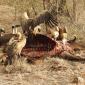 Vultures at Buffalo Carcass