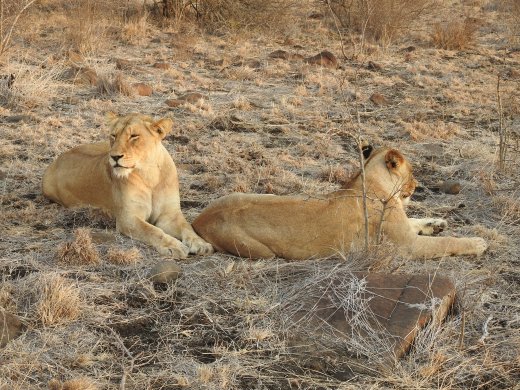 Two Female Lions