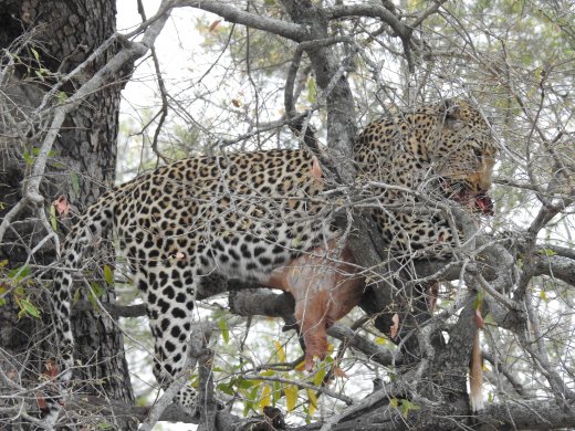 Leopard with Impala kill