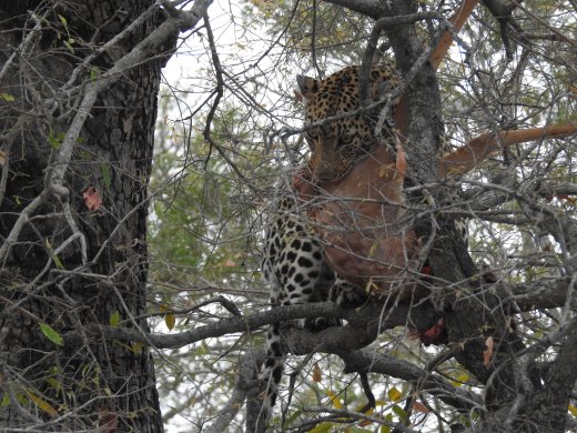 Leopard with Impala kill