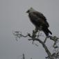 Pale-Morph Walberg's Eagle