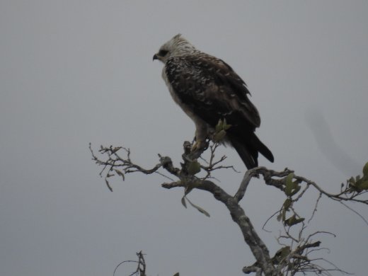 Pale-Morph Walberg's Eagle